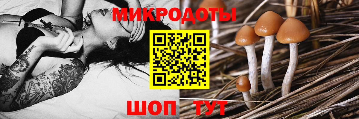 Галлюциногенные грибы Psilocybine cubensis Ялуторовск